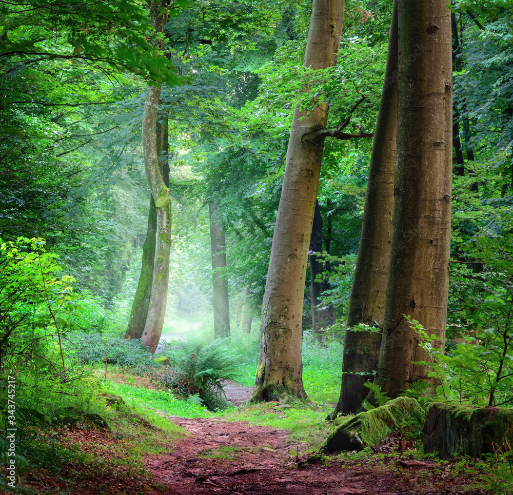 Tranquil scenery in a green forest, landscape shot with soft cool light falling through the mist, wi