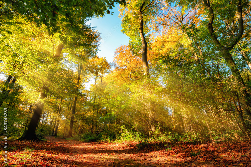 Colorful autumn forest landscape with warm sun rays illumining the foliage and a path leading throug