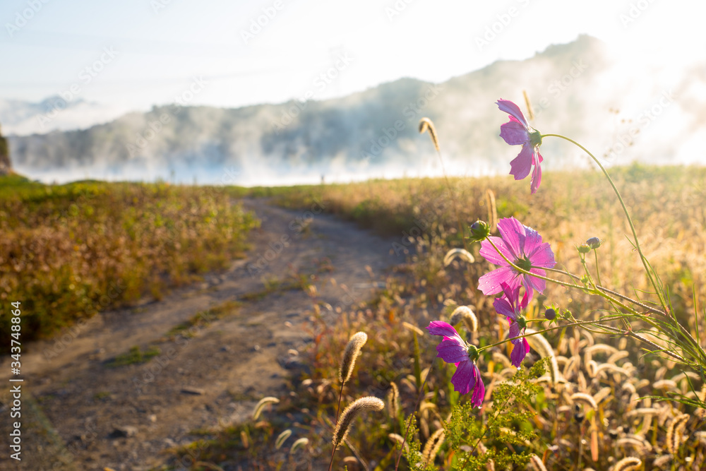 Concept path to success: flowers beside a tough path