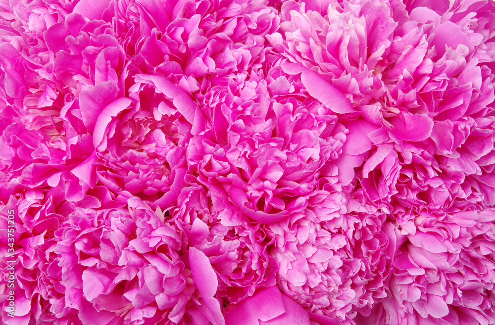 Beautiful pink peonies.