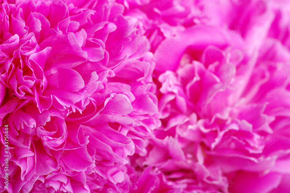 Beautiful pink peonies.