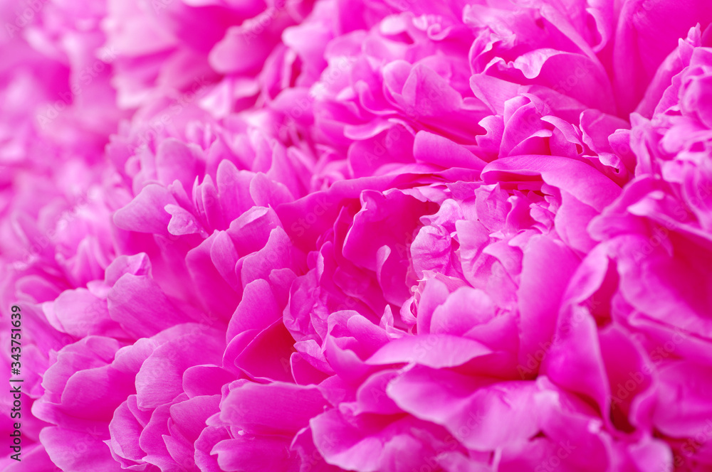 Beautiful pink peonies.