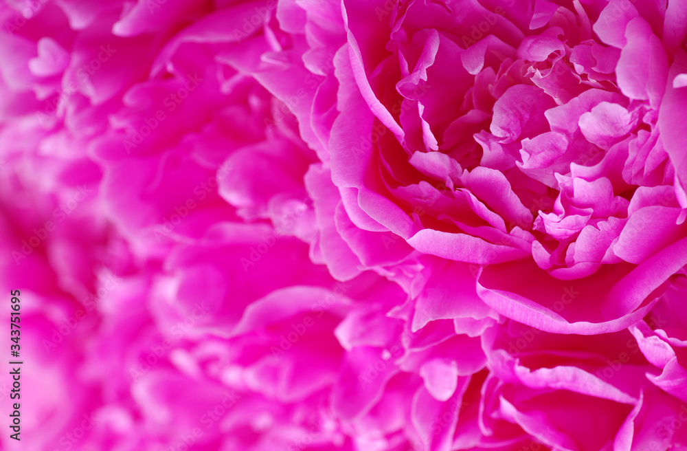 Beautiful pink peonies.