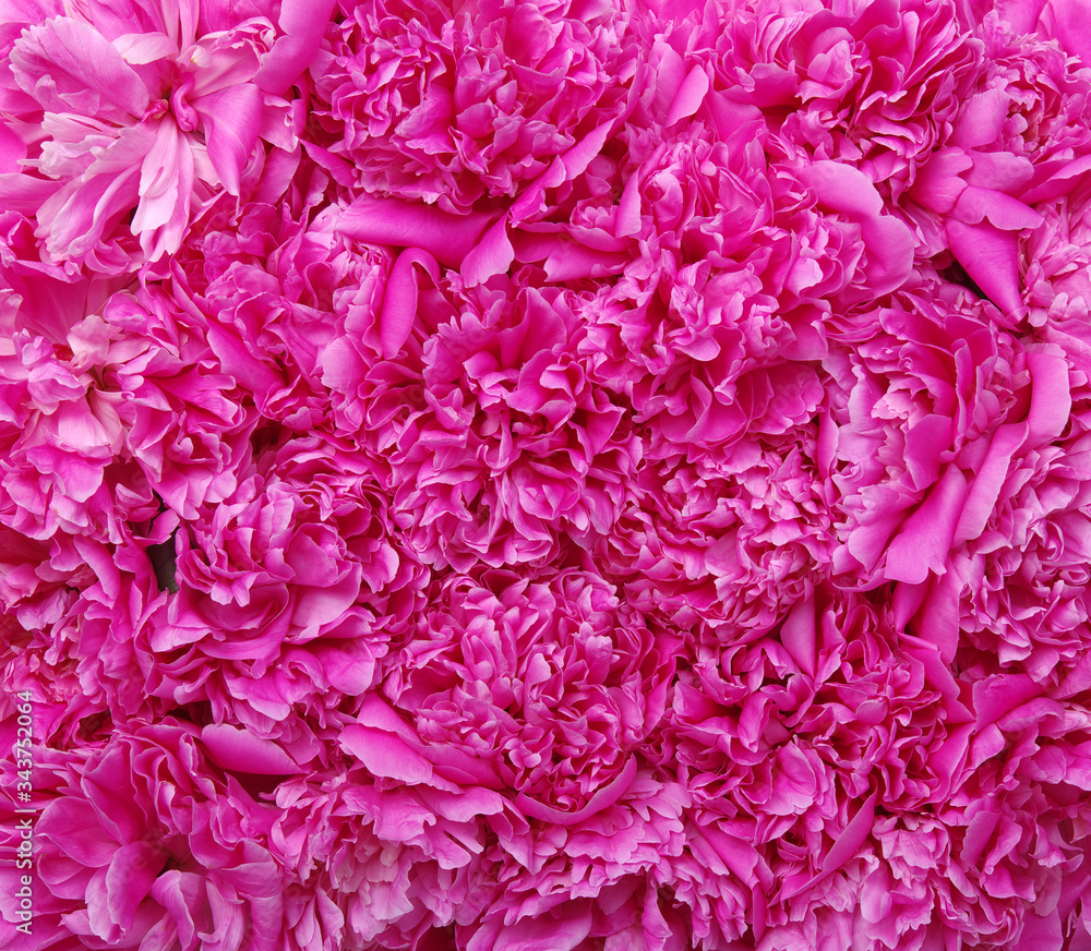 beautiful pink peony flower