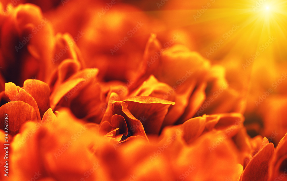  Abstract orange flower