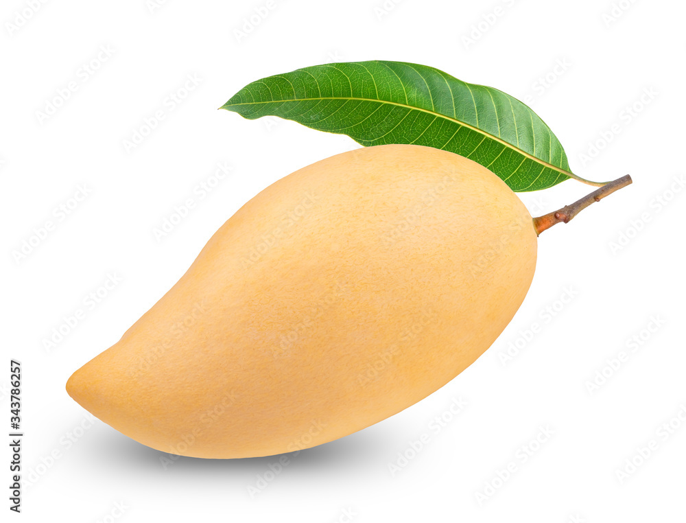 Yellow mango with leaves isolated on white background, Golden mango on the white background with Cli