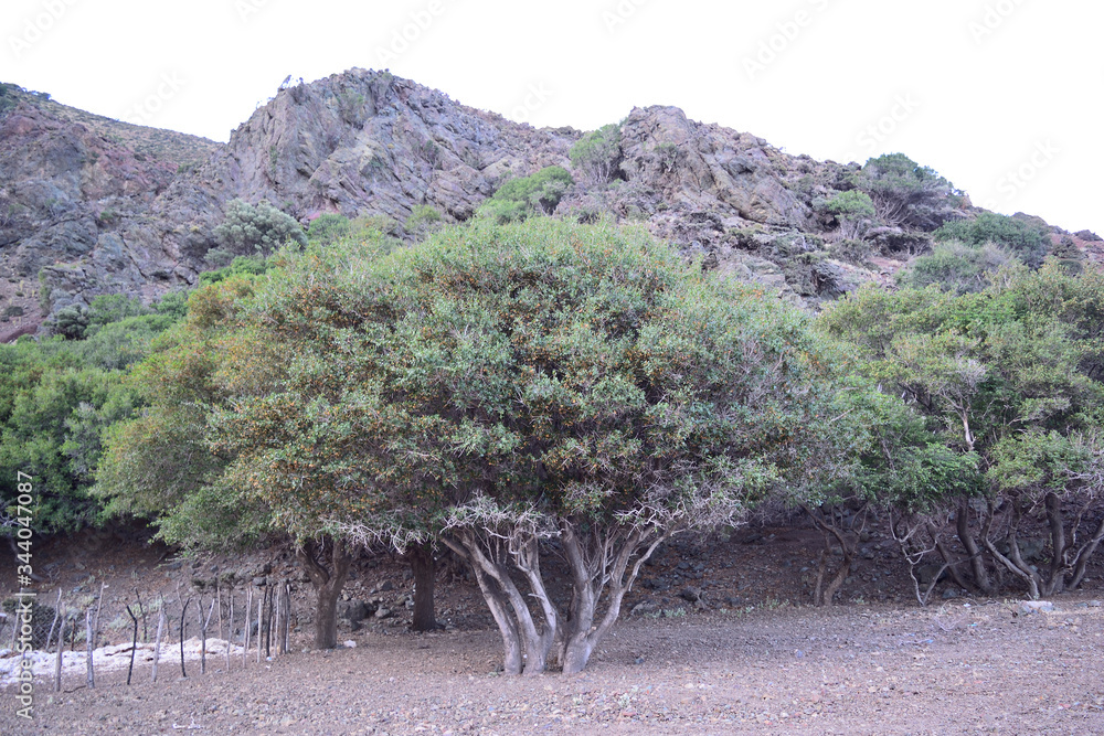 semi-desert vegetation at Kipos Beach in Samothraki Greece