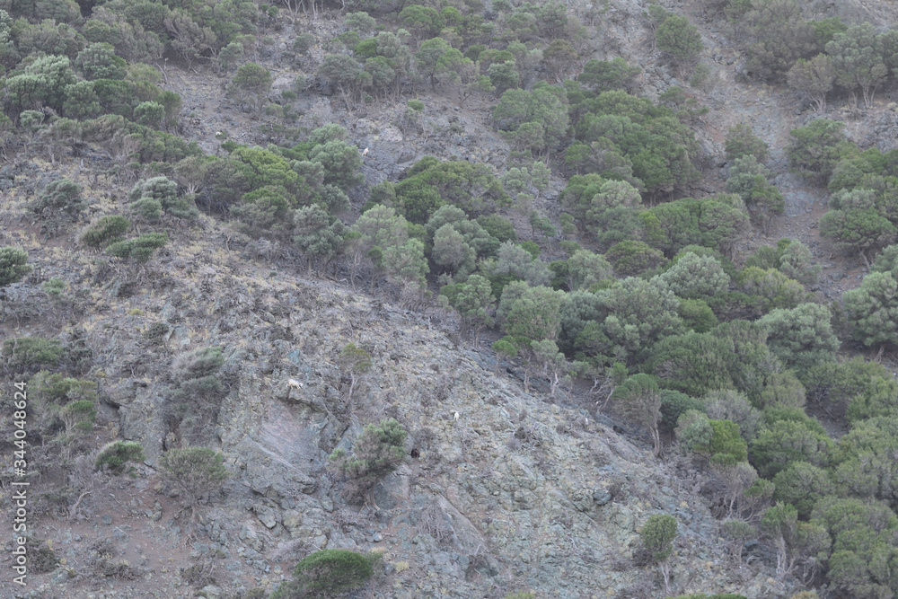 semi-desert vegetation at Kipos Beach in Samothraki Greece