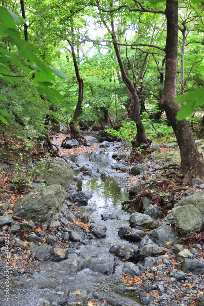 Creek in the forest - Gria Vathra, Therma, Samothraki, Greece