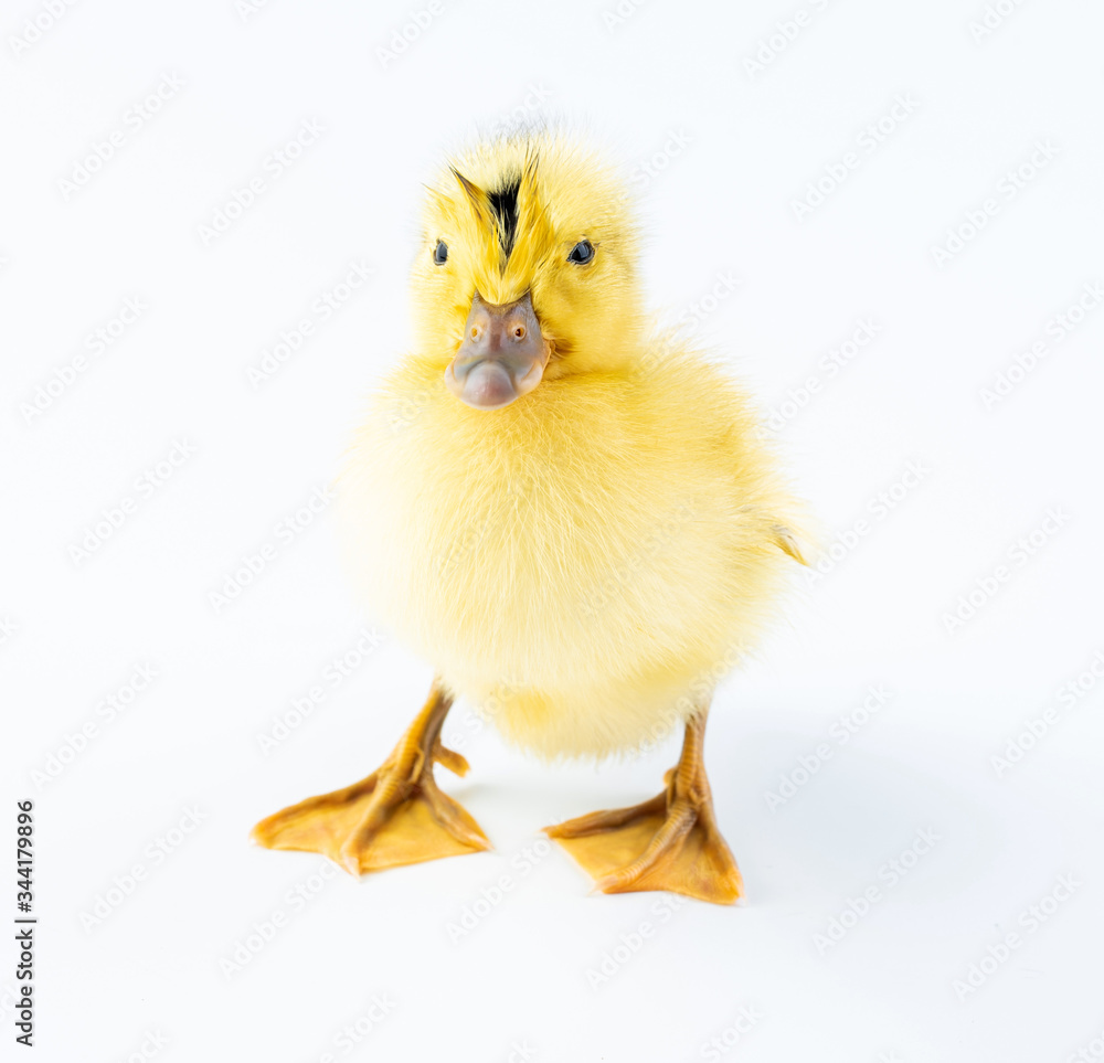 A cute little yellow duck on white background