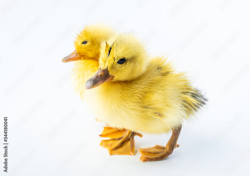 Two cute little yellow ducks on white background