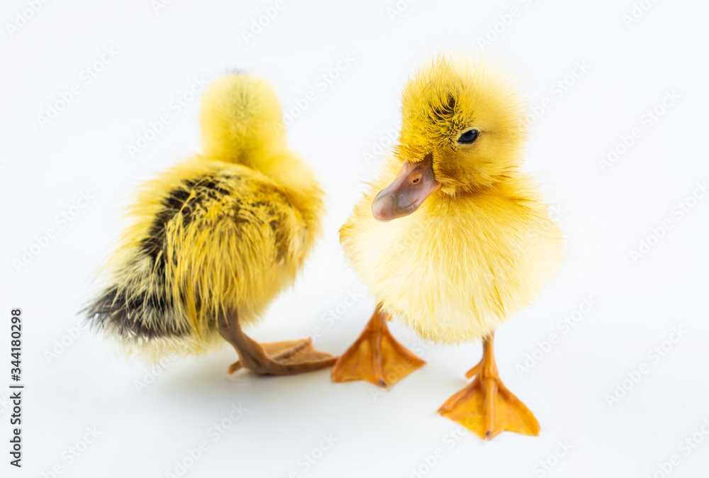 Two cute little yellow ducks on white background