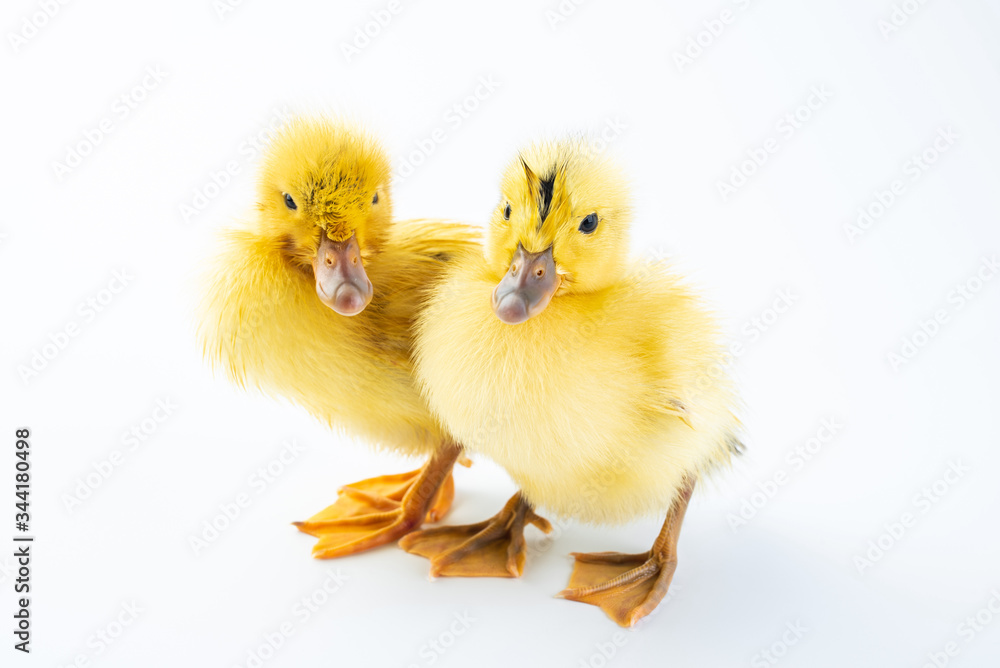 Two cute little yellow ducks on white background