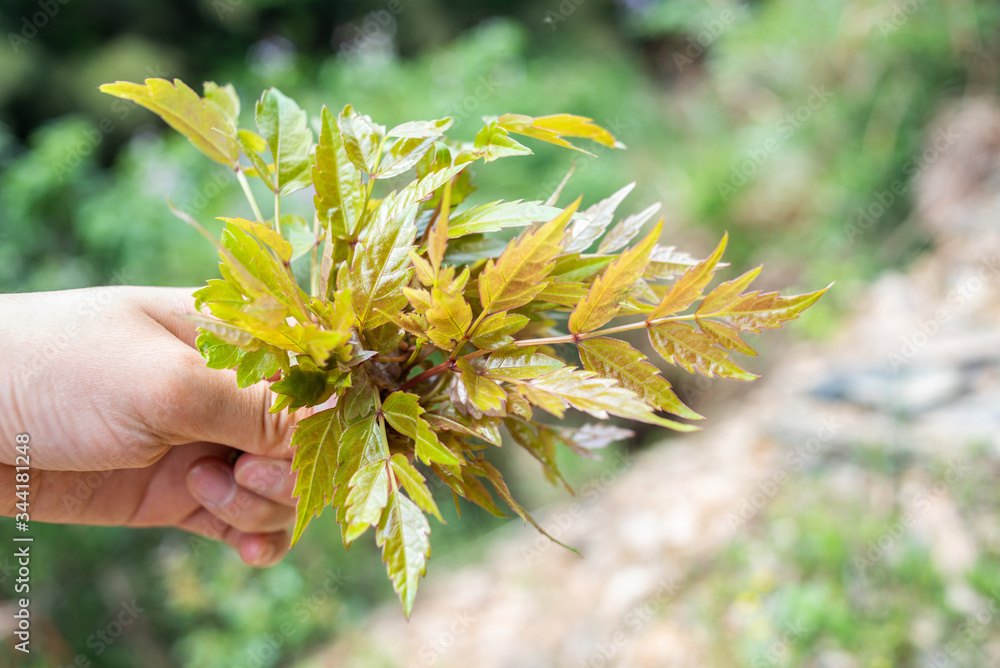 捧一把野生藤茶