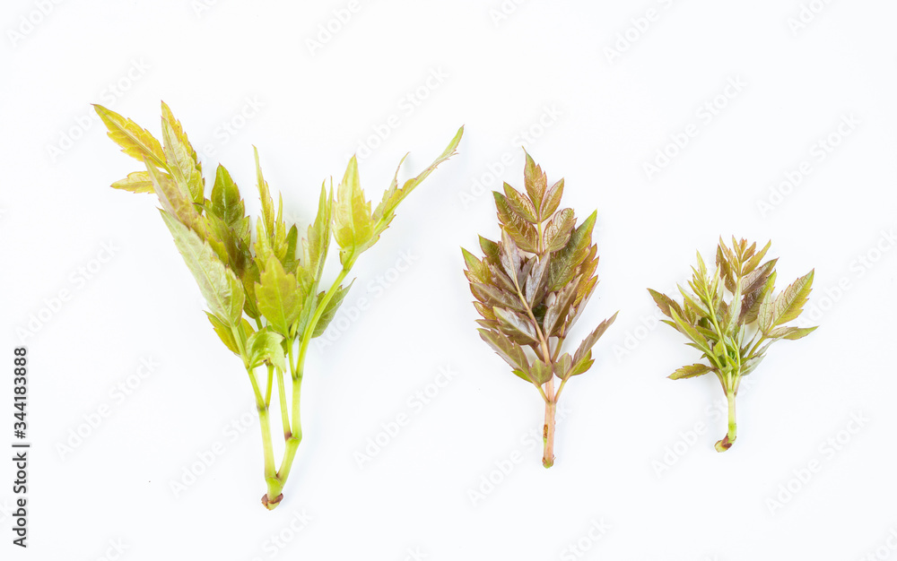 Fresh leaves of fresh wild vine tea on white background