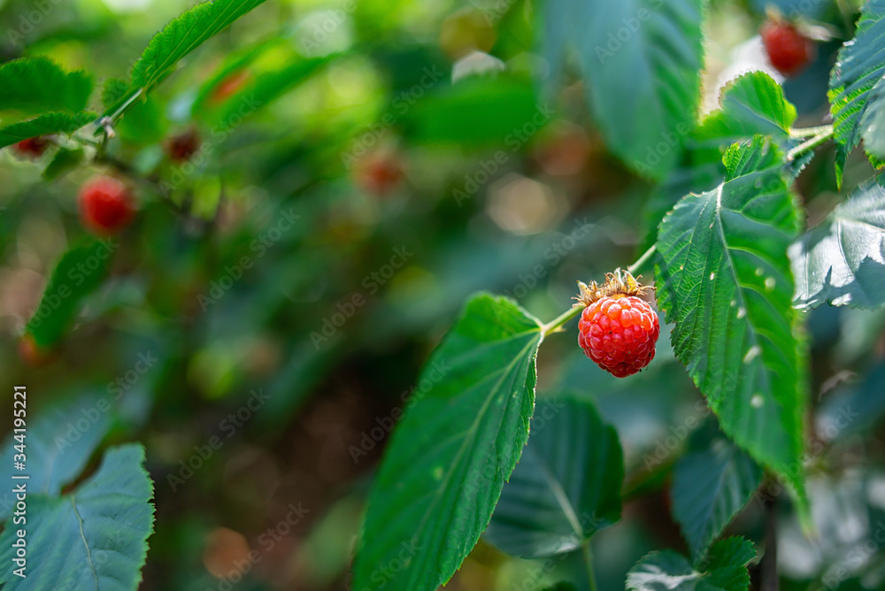 夏季成熟的野生水果树莓