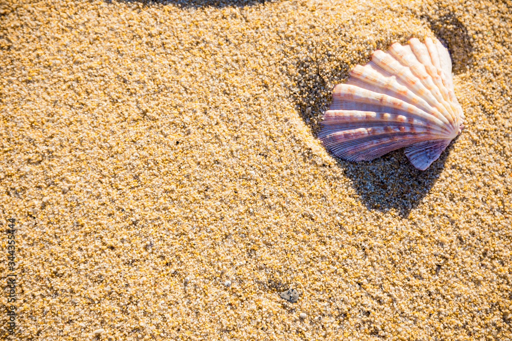 Sea shell on sand photographed from above, hot summer day on the beach, tropical vacation background