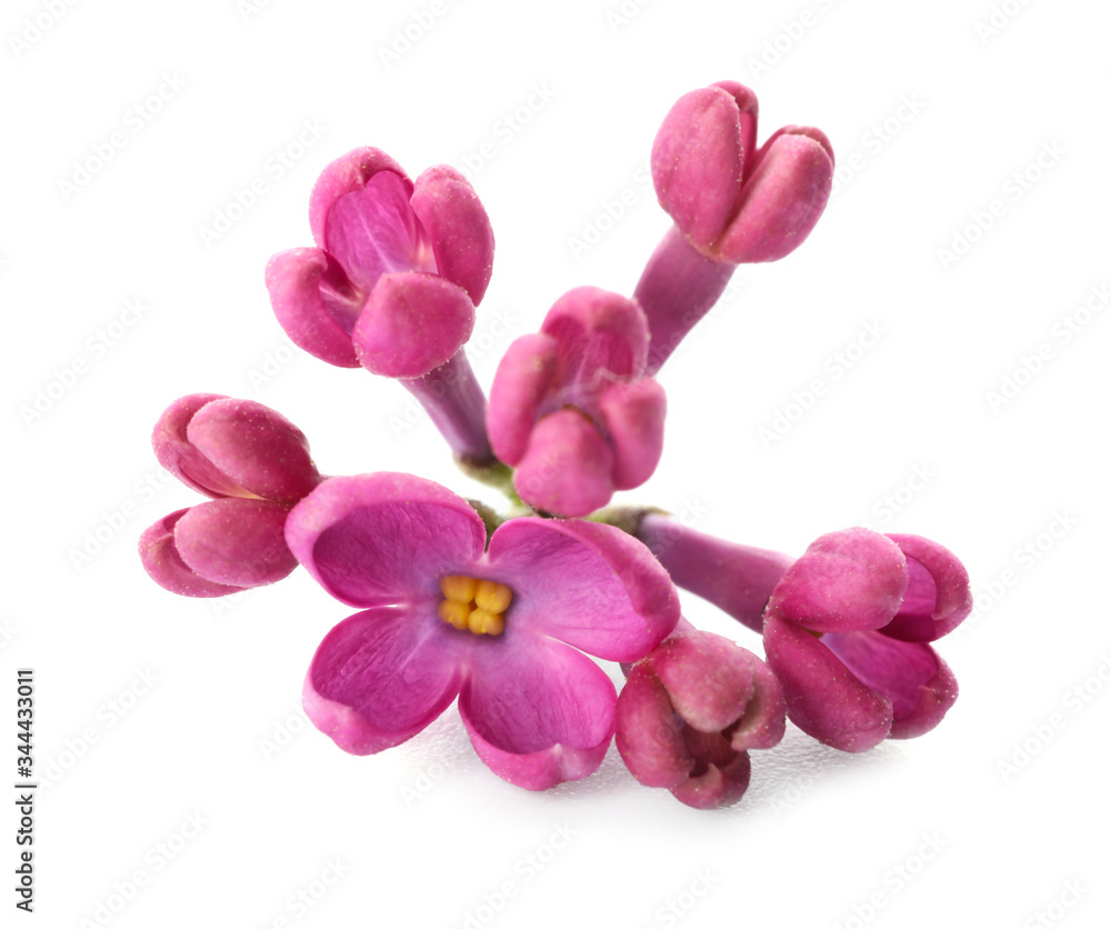 Beautiful lilac flowers on white background