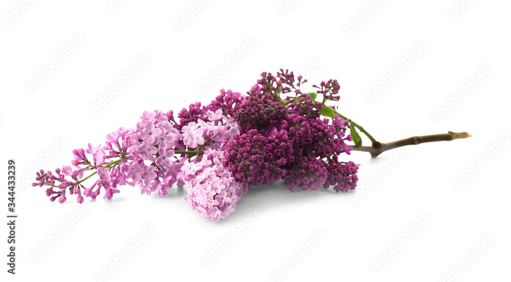 Beautiful lilac flowers on white background