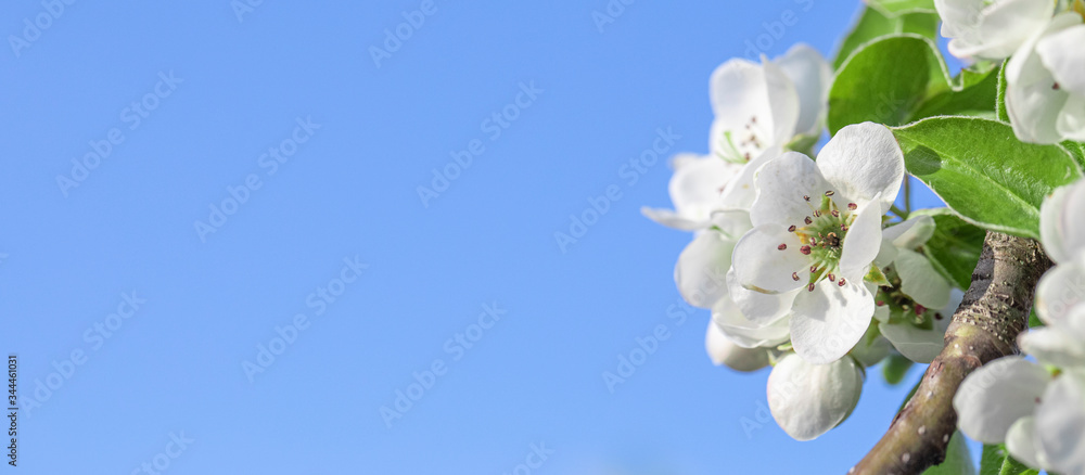 天空背景上的白樱桃、樱桃或梨花。