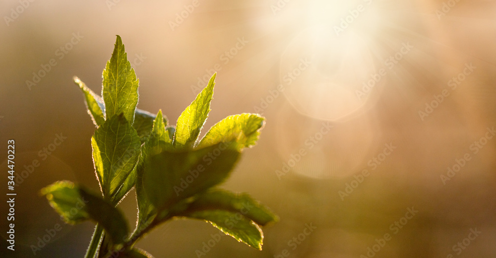 fresh green leaves in spring and bokeh background