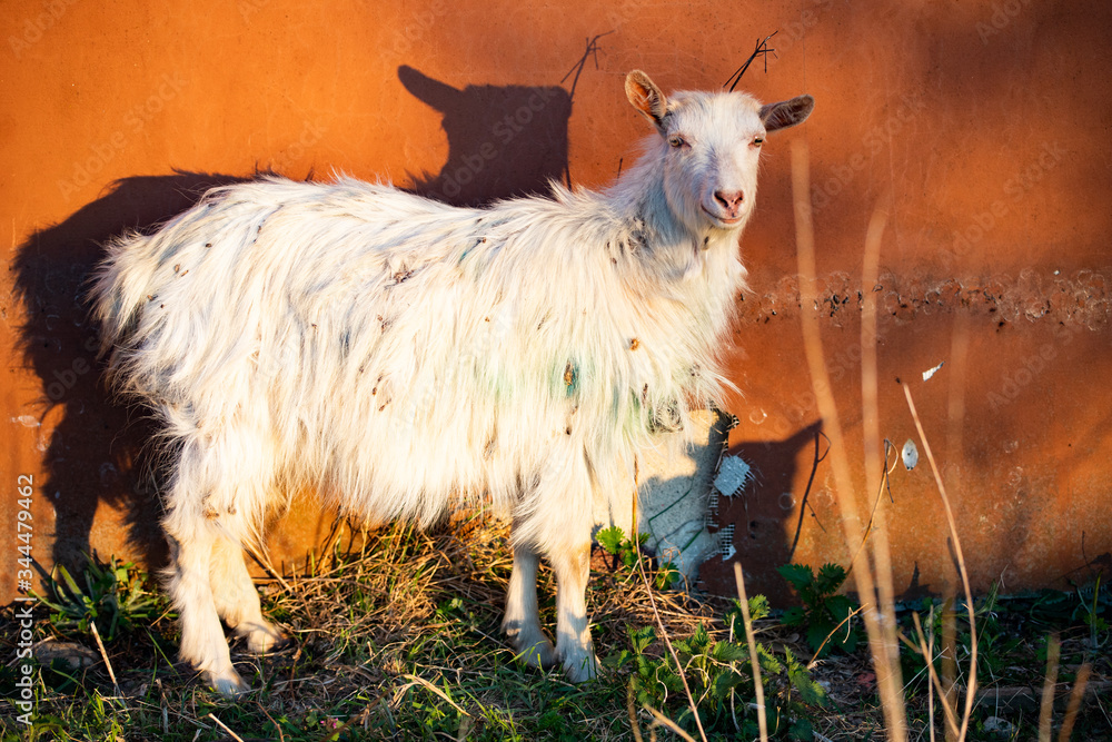 goat against an orange wall