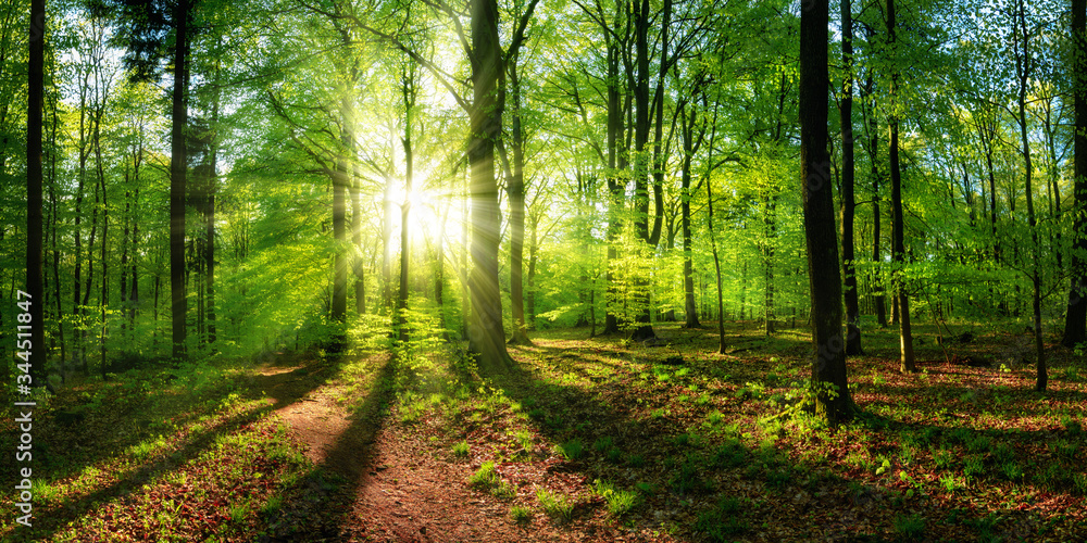 Panoramic landscape: beautiful rays of sunlight shining through the vibrant lush green foliage and c