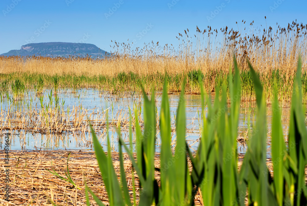 Landsape of Lake Balaton , Hungary ( selective focus )