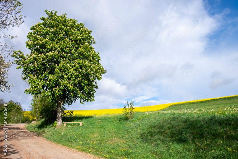 Aesculus hippocastanum mit beginnender Blüte an einm Wanderweg in Thüringen bei Wilhelmsdorf