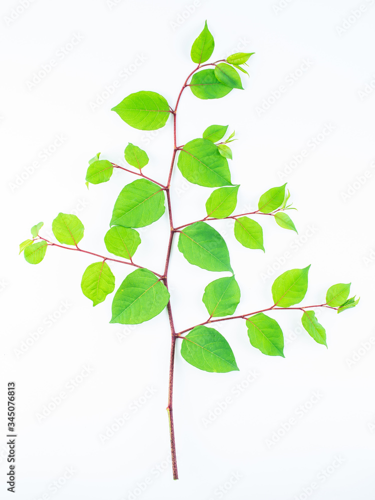 Polygonum cuspidatum on a white background