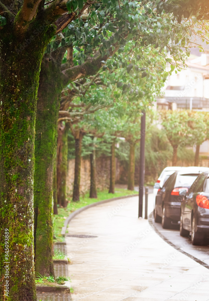 Empty pedestrian sidewalk. Old trees with moss and lichen beside pavement and the street. Cars parke