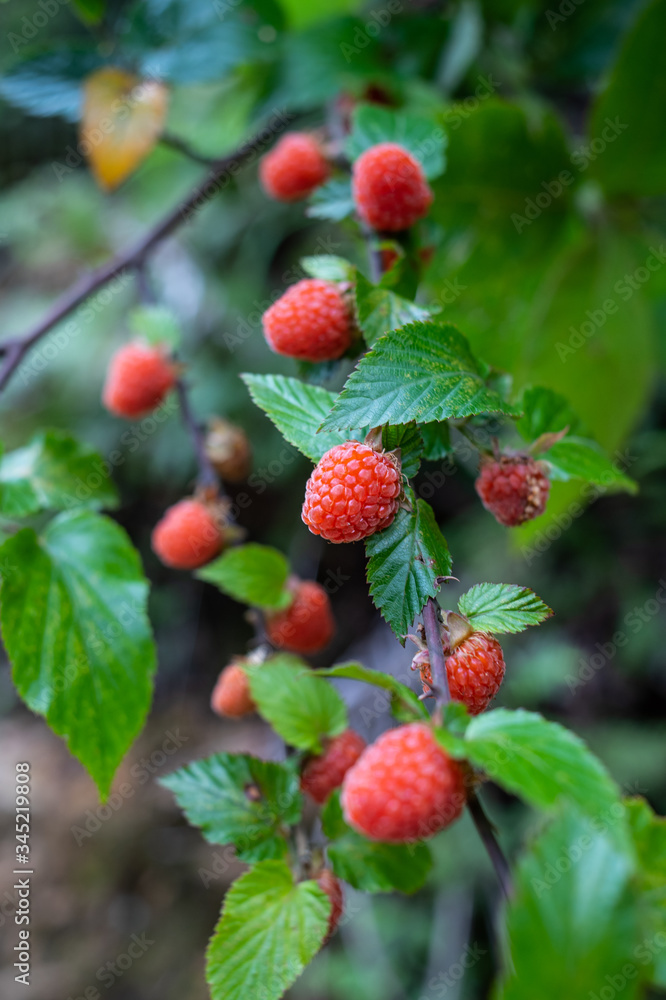 夏季成熟野生水果树莓