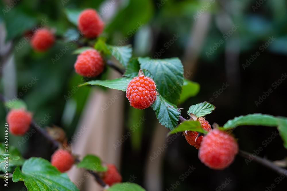 Summer ripe wild fruit raspberry