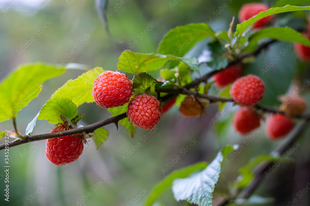 夏季成熟野生水果树莓