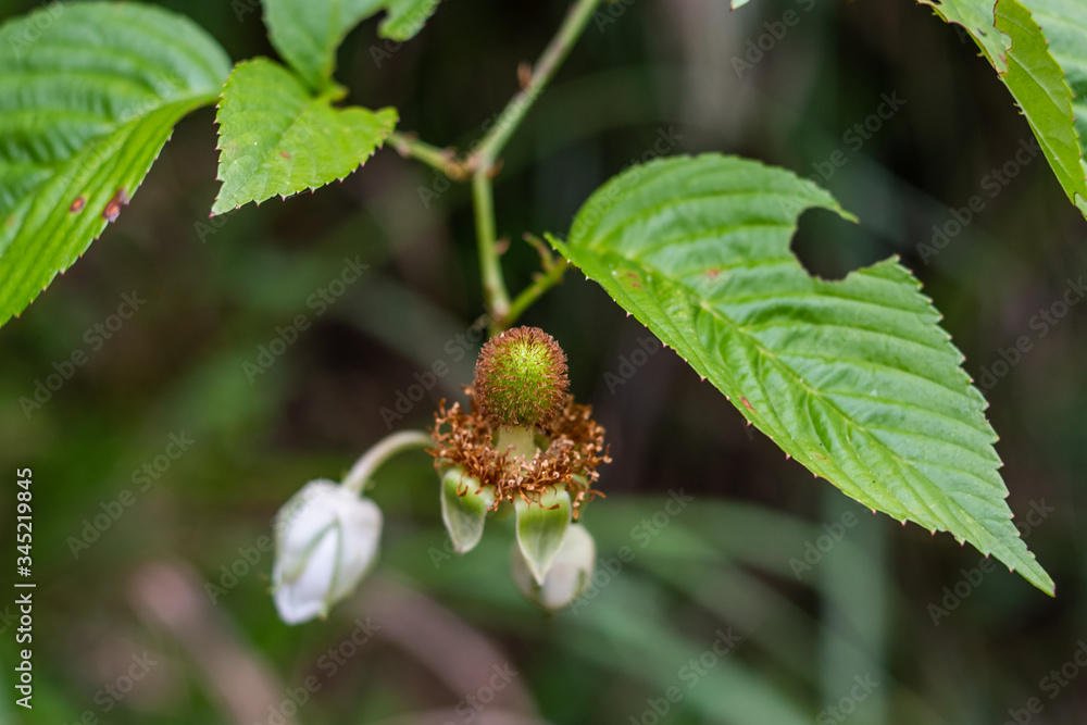 野生水果红腺rubus