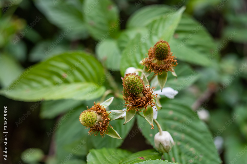 野生水果红腺rubus