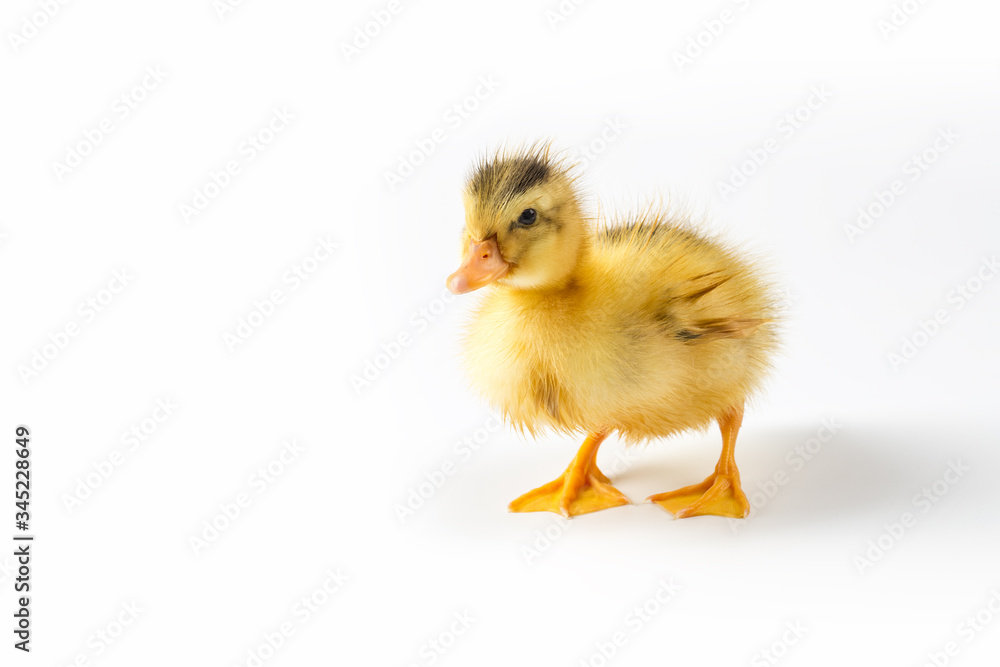 yellow duckling closeup isolated