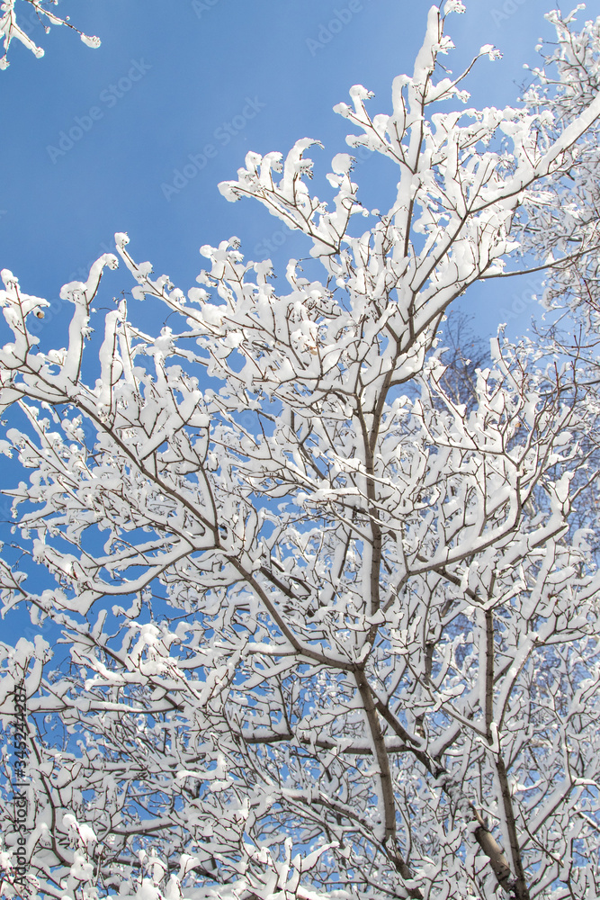 Tree branches in the snow against a blue sky. Winter landscape.