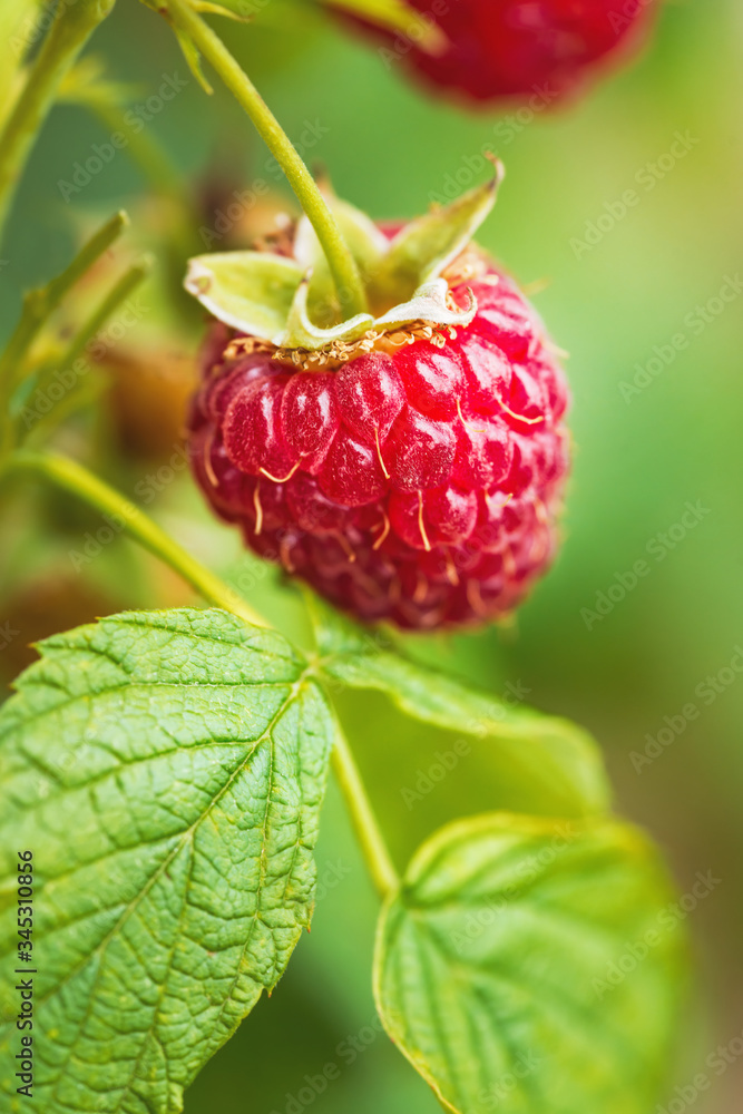 Natural food - fresh red raspberries in a garden. Bunch of ripe raspberry fruit - Rubus idaeus - on 