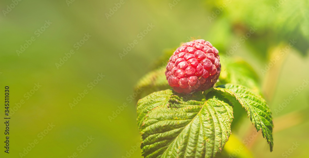 天然食物-花园里的新鲜红色树莓。一束成熟的树莓果实-Rubus idaeus-on