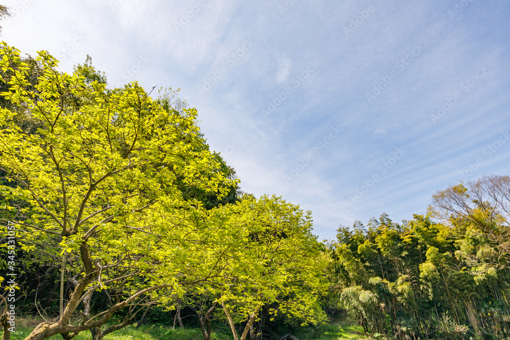 里山に生える新緑の木と青空