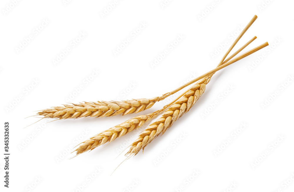 Three wheat spikelets isolated on white background. Top view wheats.