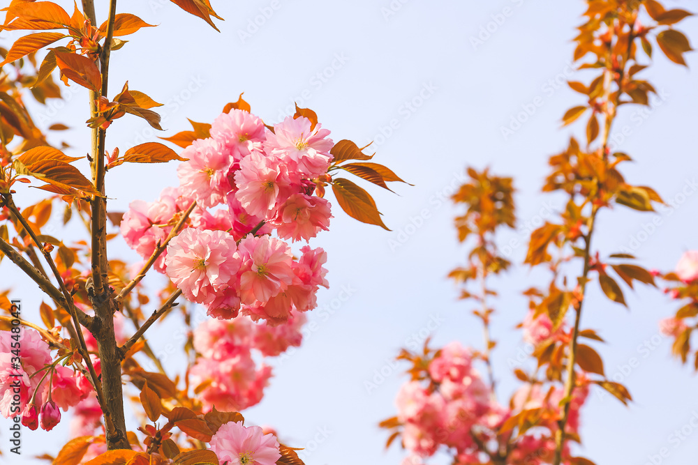 春日里美丽的开花树