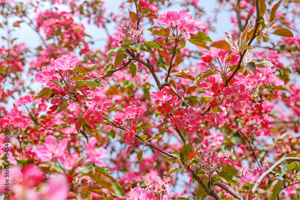 美丽的户外开花树，特写