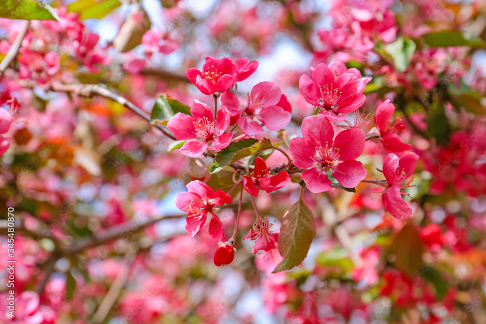 Beautiful blossoming tree outdoors, closeup