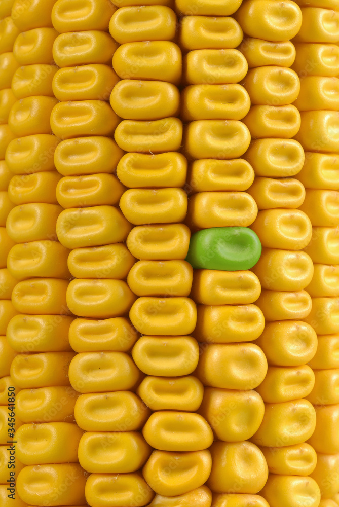 gros plan dun épis de mais avec un grain vert