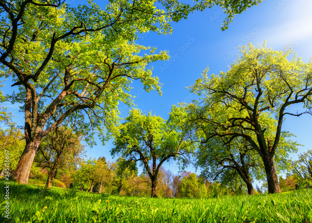 Beautiful panoramic green landscape in spring or summer, with trees in a row on a meadow and the sun