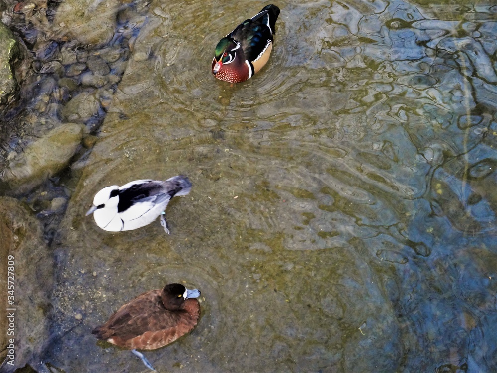 duck in the water