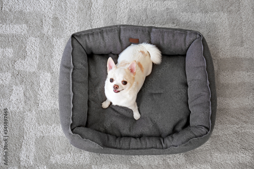 Cute dog in pet bed at home