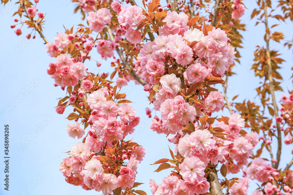 Beautiful blossoming tree on spring day